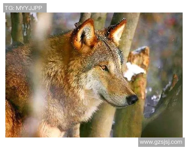 狼队与约维尔激战正酣谁能在这场较量中笑到最后